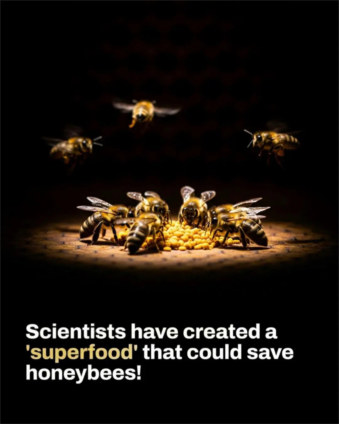 Oxford Scientists Create “Superfood” to Save Honeybees From Collapse