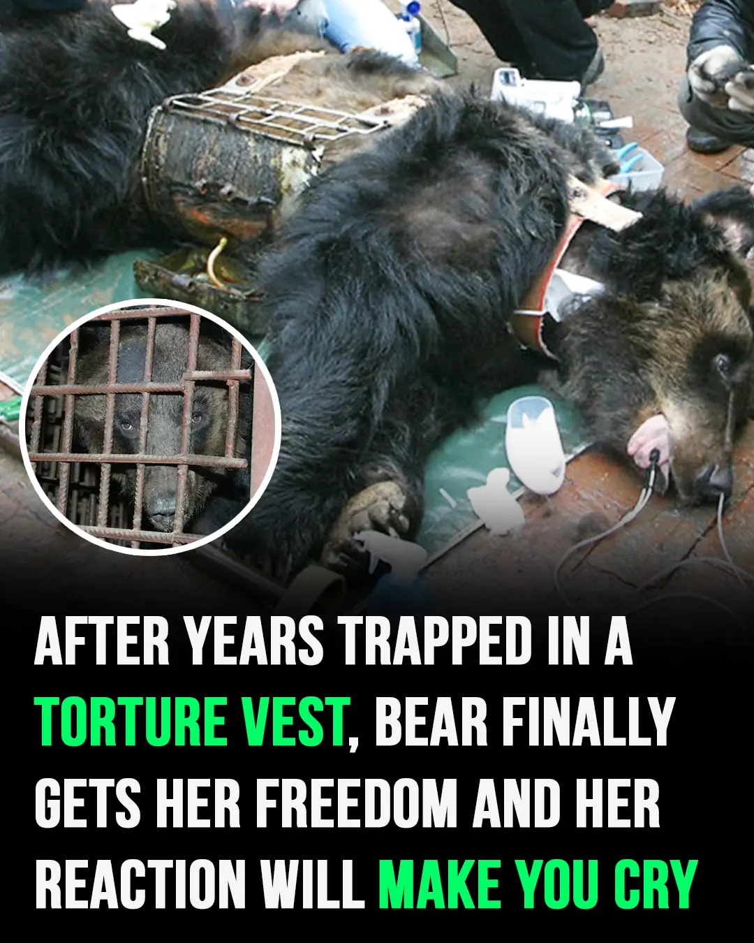 Bear Caesar is finally free after having spent years locked in a torture vest