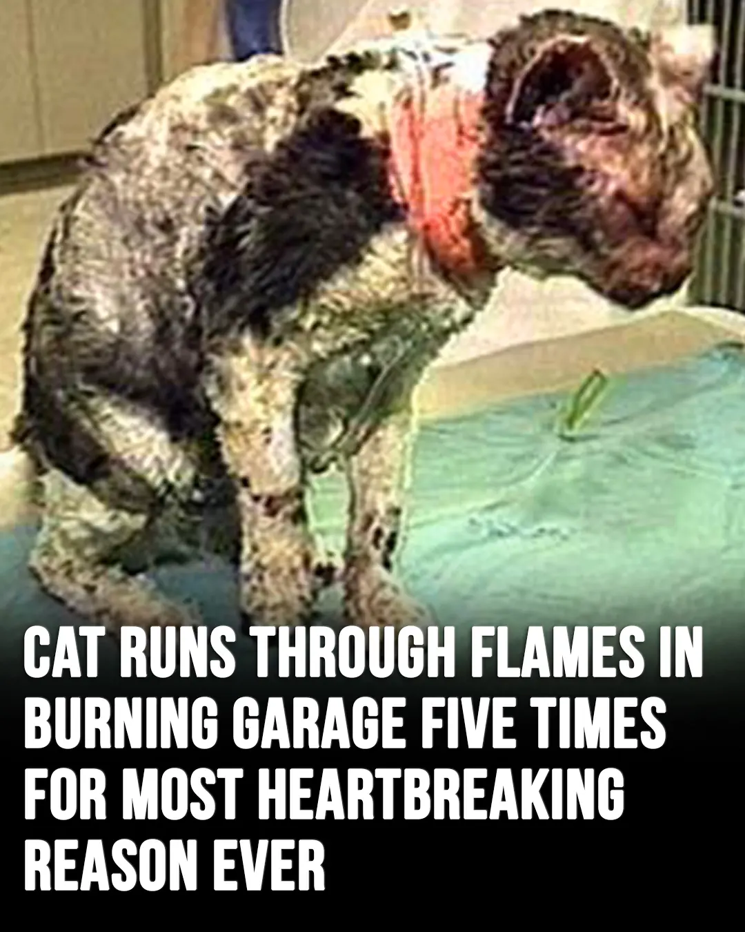 Cat, who ran into burning building five times to save her babies, is honored