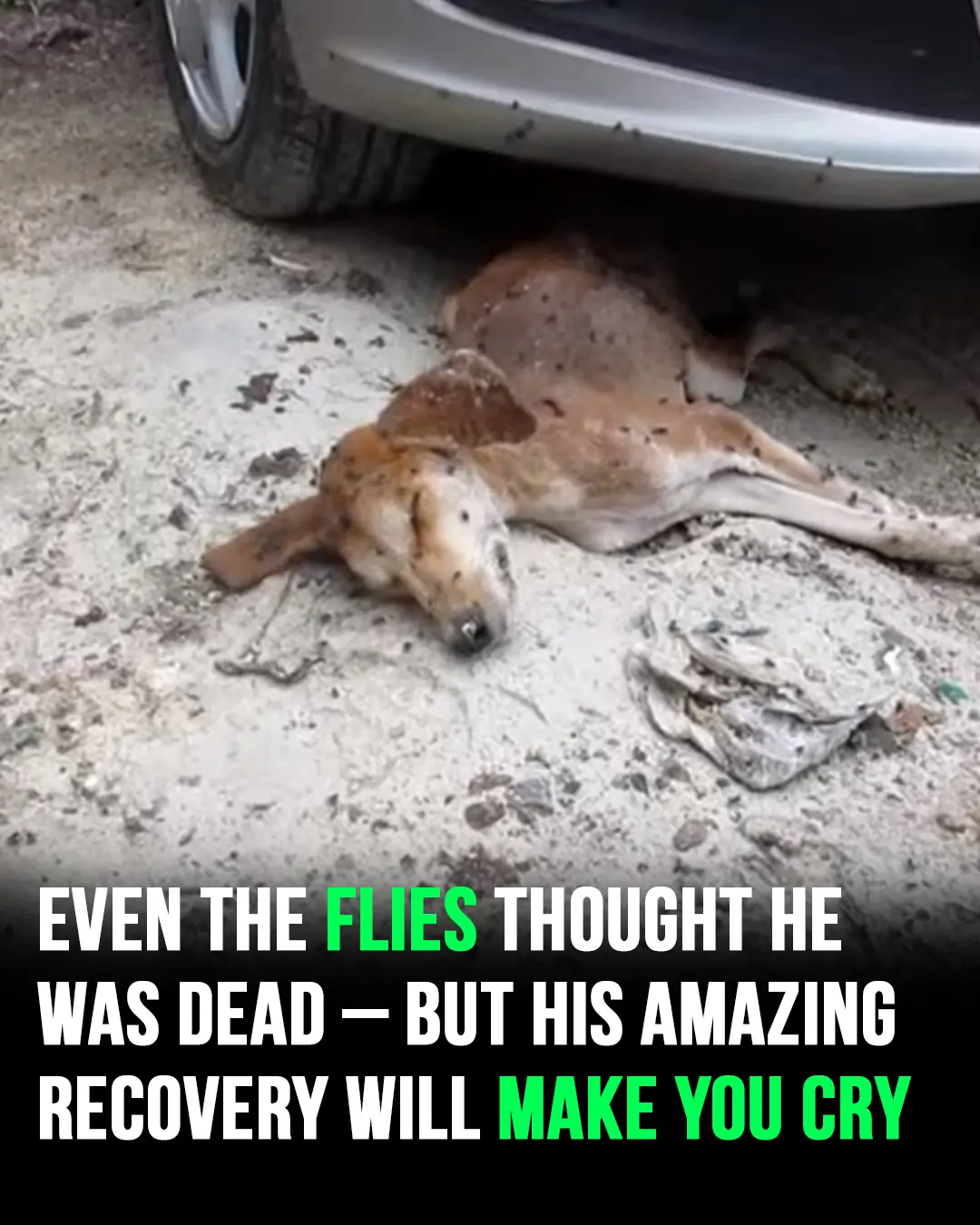 Even the flies thought he was dead ā his amazing recovery will make you cry