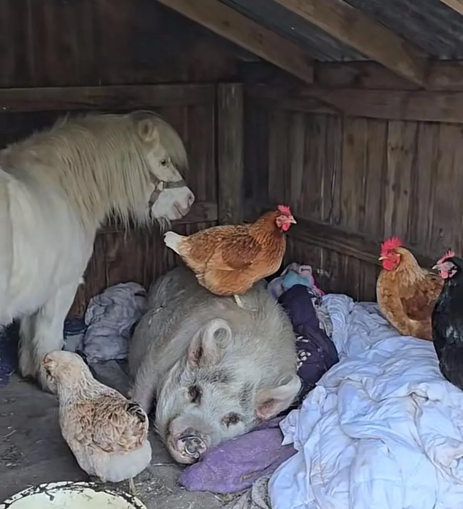 From Fear to Family: How a Rescued Pig Found Healing Among Farm Friends