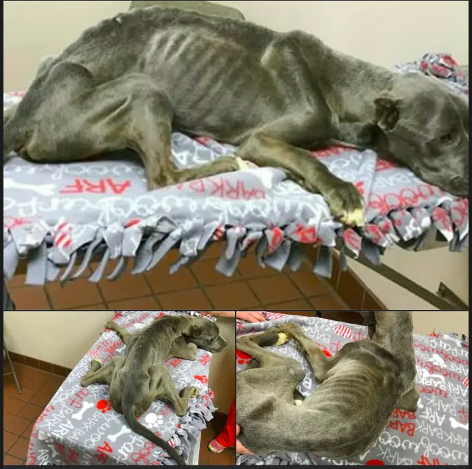 Maintenance worker finds starving dog ​​and rushes to help: when vet lifts its paw, tears flow