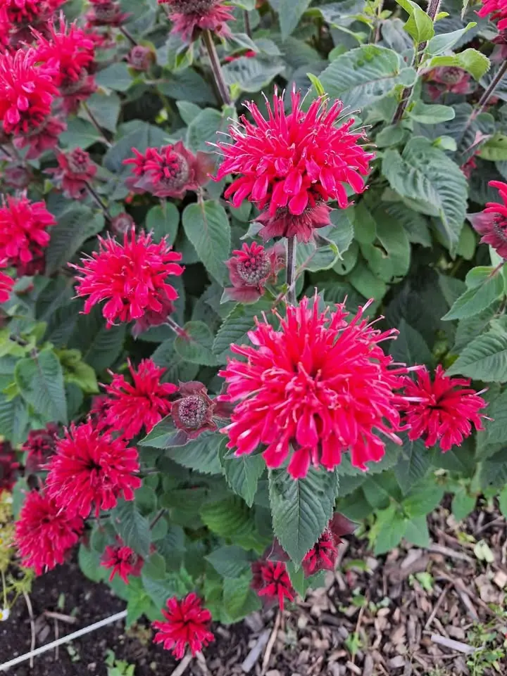 All gardeners should grow this native perennial. Here's why