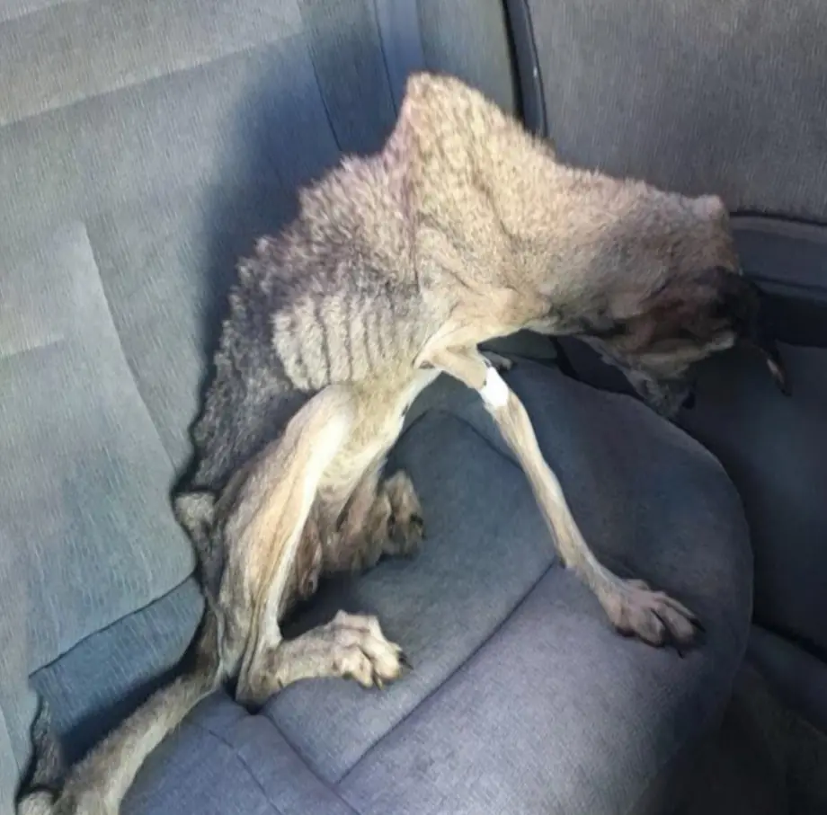 Neglected Dog Prince Finds Hope and Healing Thanks to Rescue and Compassionate Care