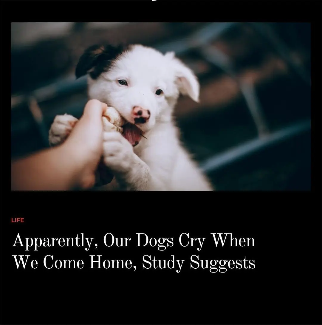 Apparently, Our Dogs Cry When We Come Home, Study Suggests