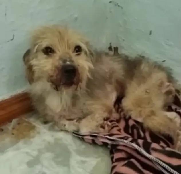 From Fear to Joy: The Amazing Transformation of Vito the Miracle Dog