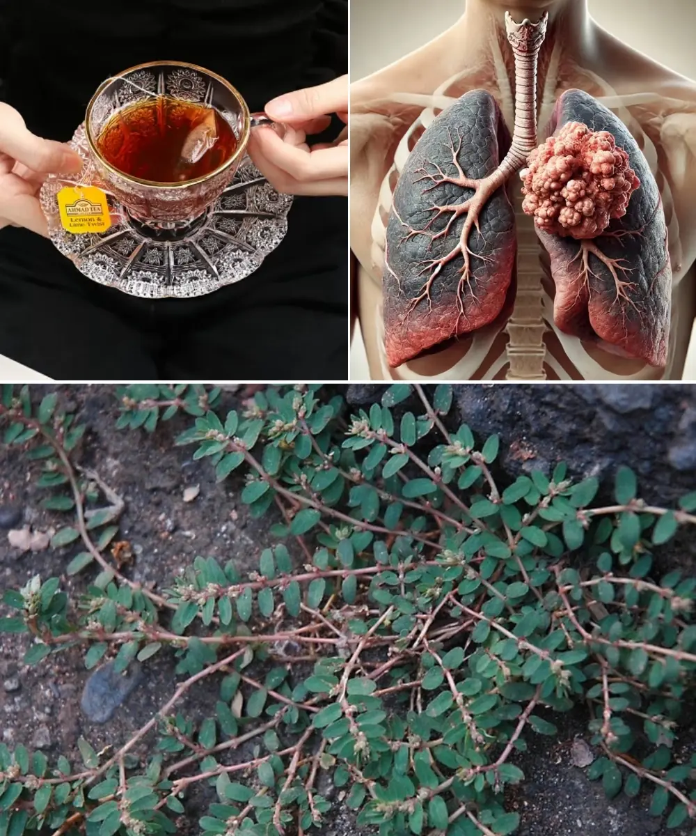๐ฟ Unlock the Ancient Healing Secrets of Euphorbia Prostrata: Your Natural Path to Wellness