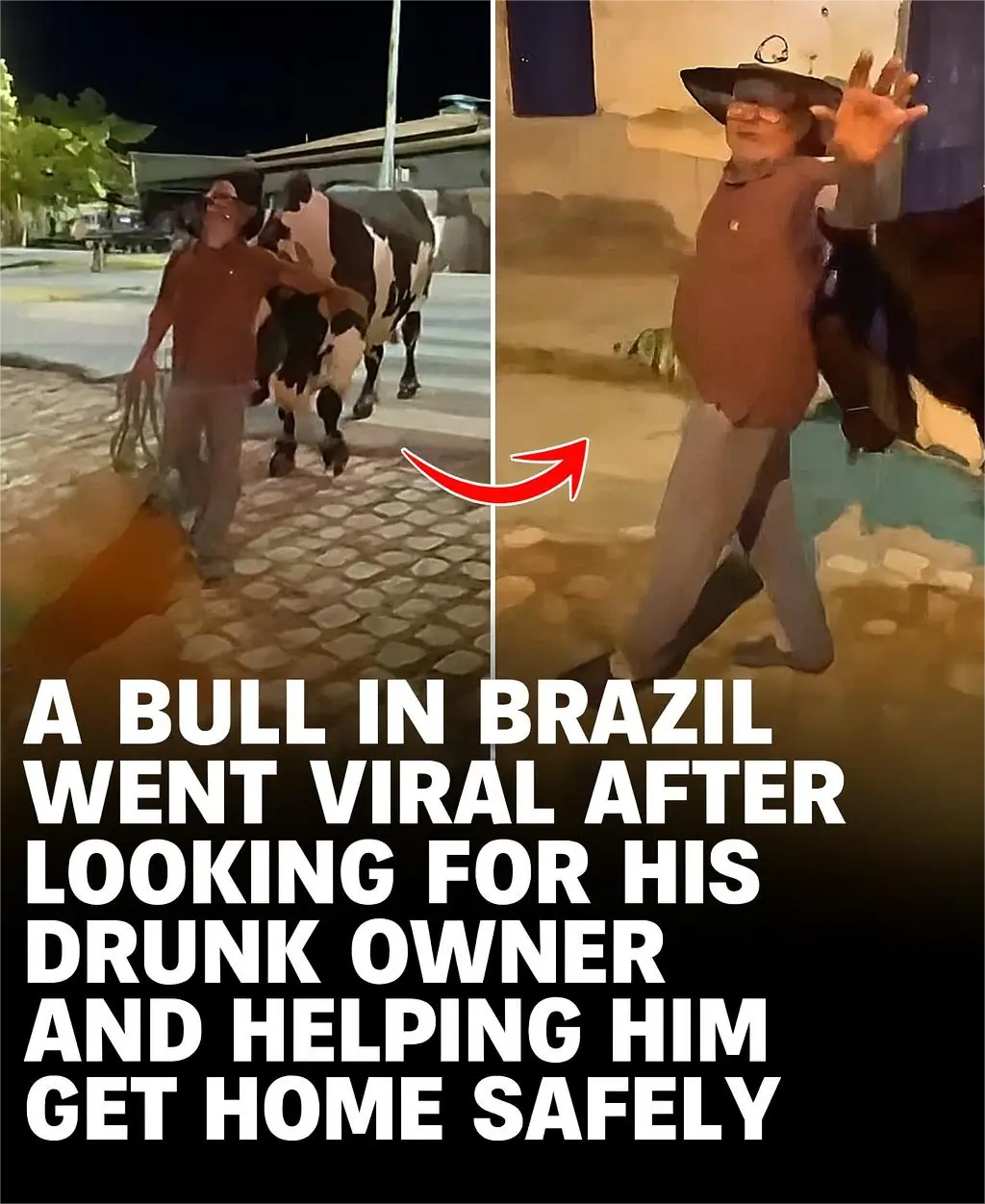 Loyal Bull in Brazil Goes Viral After Guiding His Drunk Owner Home