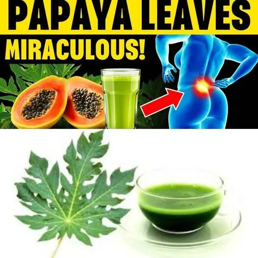 11 Surprising Benefits of Papaya Leaves You Need to Know! 🌿✨