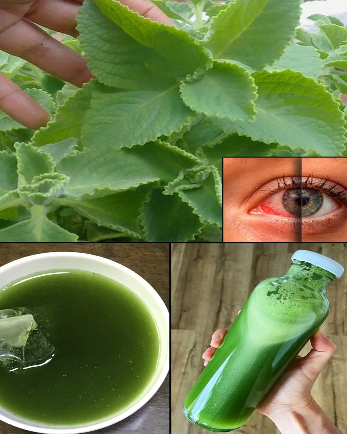 Indian Borage (Mexican Mint): A Herbal Drink for Eye Health