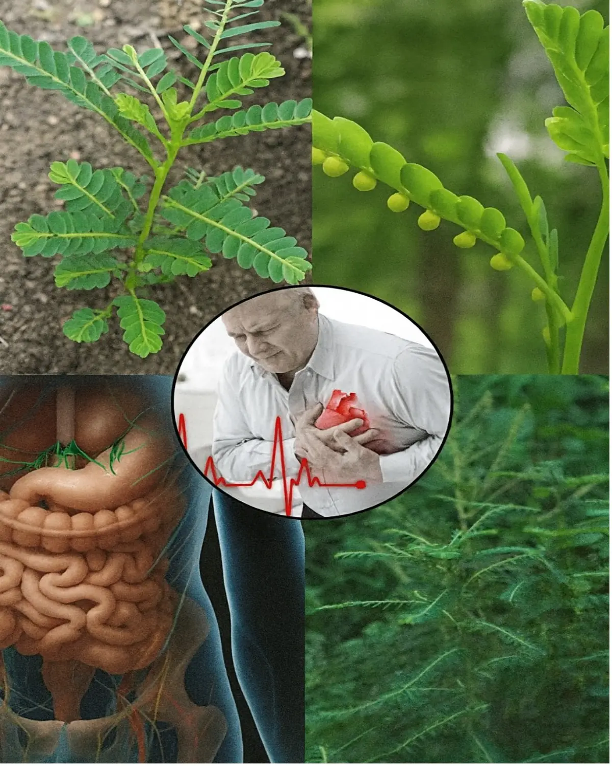7 Powerful Ways Prosopis Juliflora Boosts Digestive and Heart Health