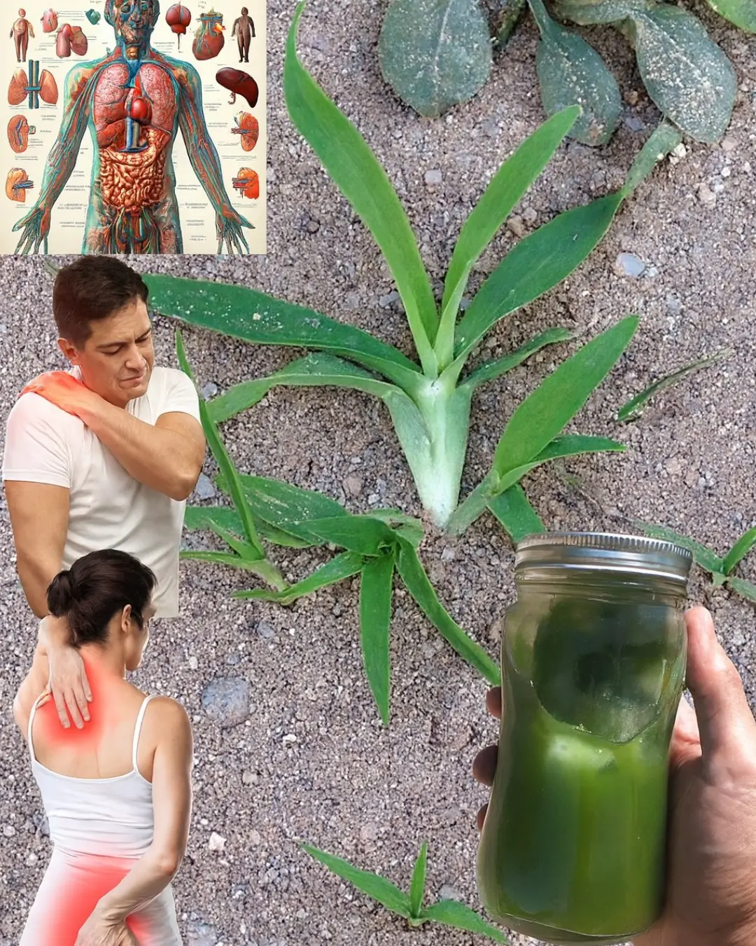 Goosegrass Uncovered: The Surprising Superweed Packed with Health Secrets