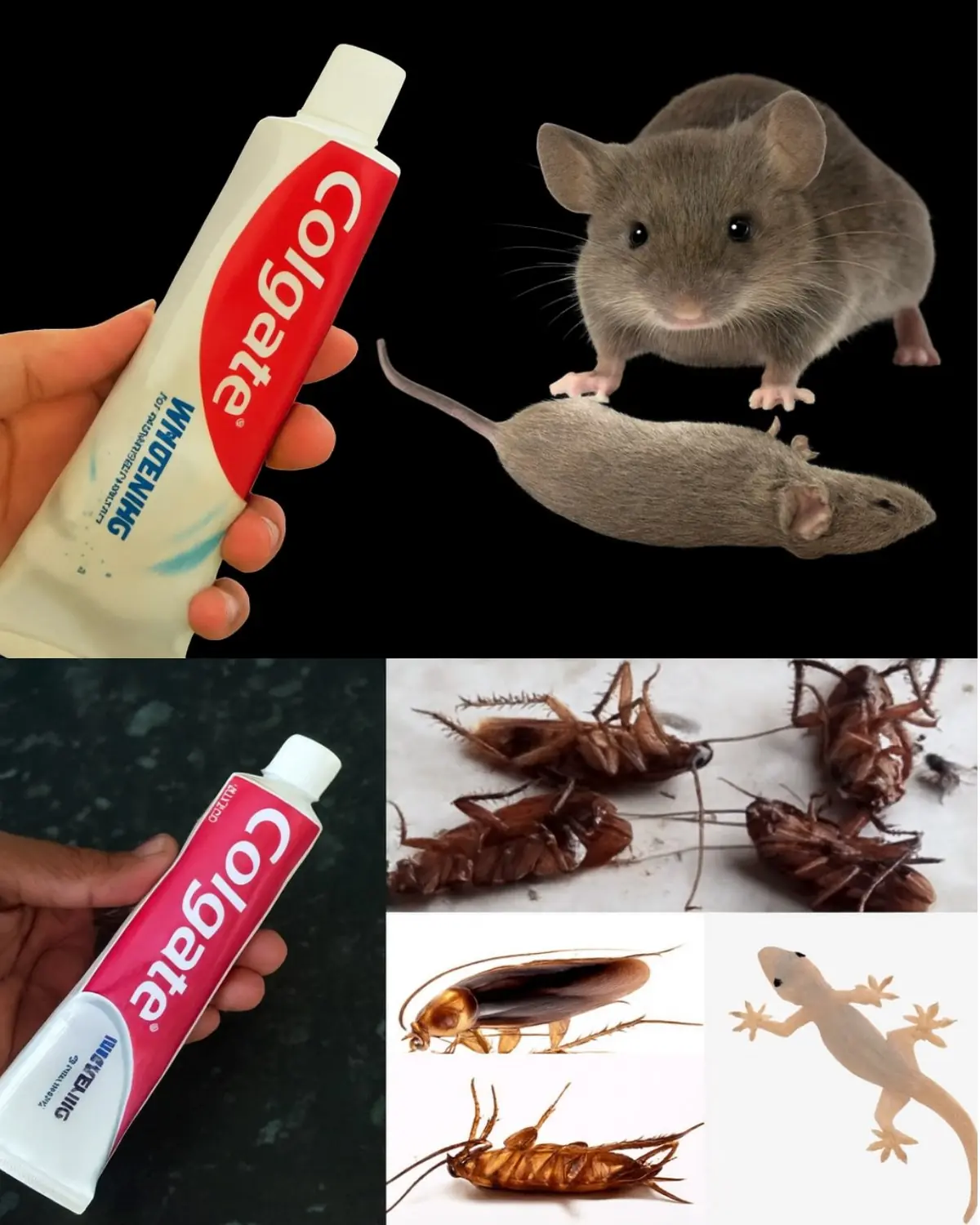 Unusual Hacks: Can Toothpaste Repel Mice, Cockroaches, and Lizards?