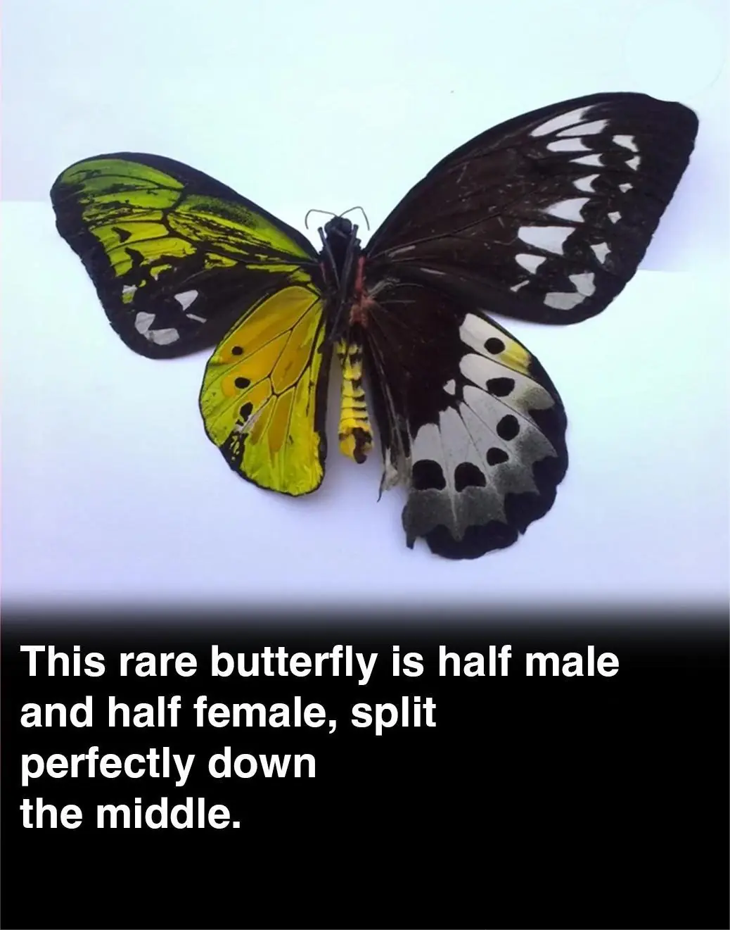 Half Male, Half Female: The Rare Wonder of a Bilateral Gynandromorph Butterfly