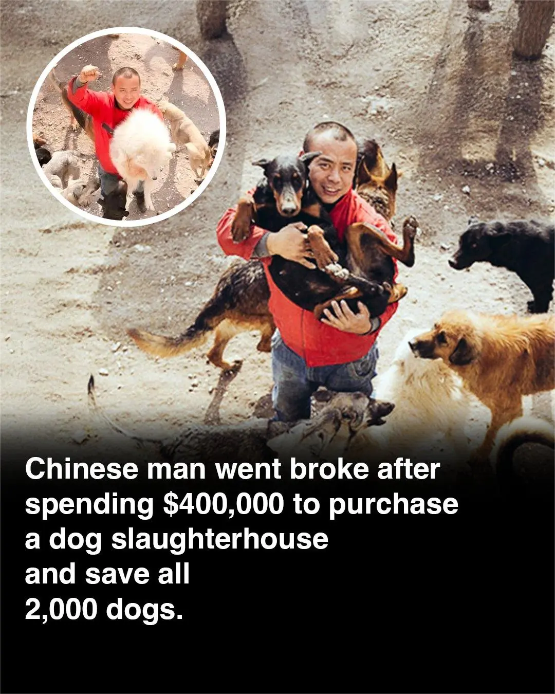 From Steel Tycoon to Canine Savior: The Selfless Journey of Wang Yan