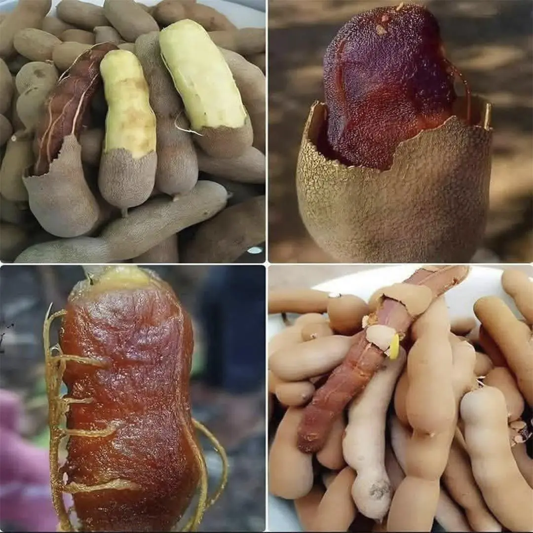 Discover the Wonders of Tamarind: Flavor and Health in Every Pod