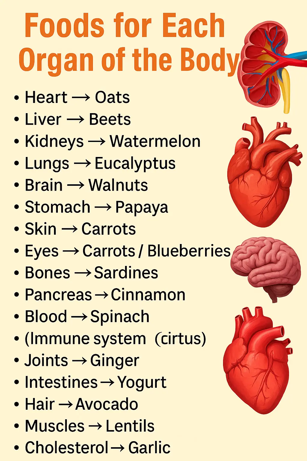 Essential Foods for the Care of Each Organ in the Body