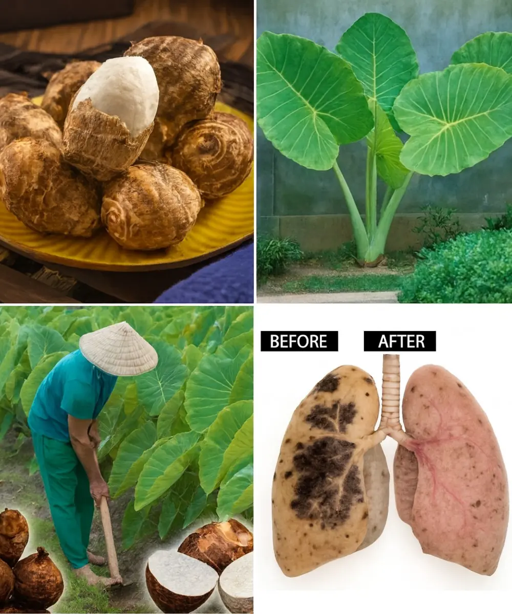 Taro Unlocked: The Ancient Root That’s Your New Superfood Secret