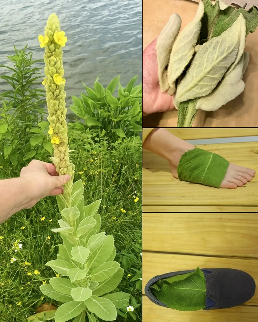 Unlock the Secret Healing Power of Mullein Leaves on Your Soles: 15 Astonishing Benefits for 2025