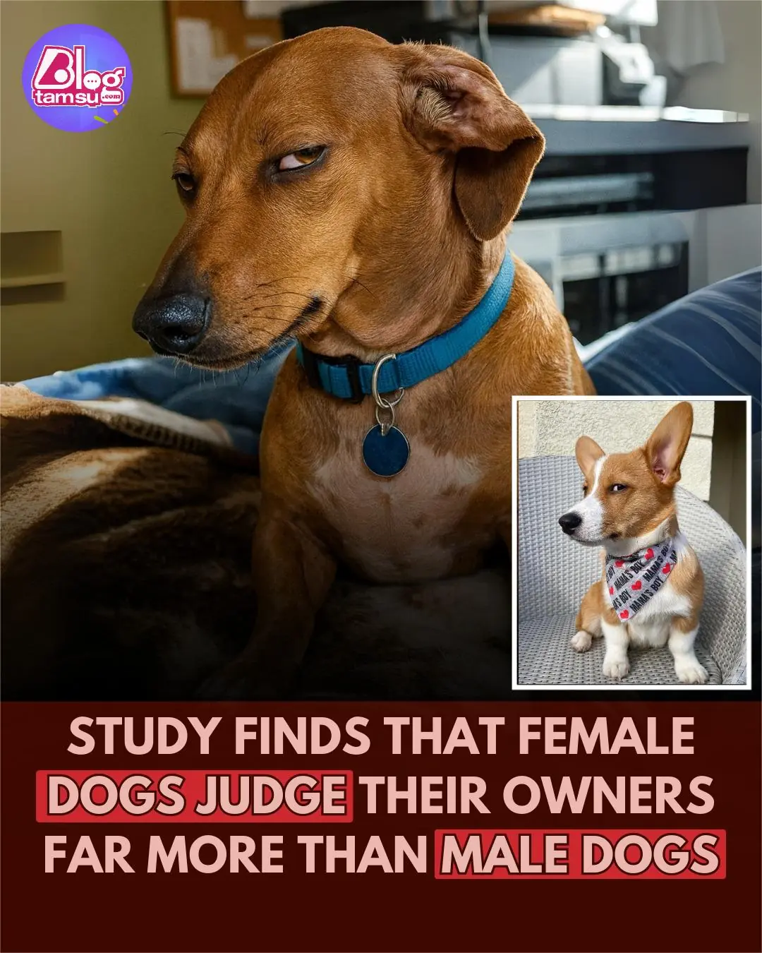 Female Dogs May Judge Human Competence, Kyoto Study Reveals