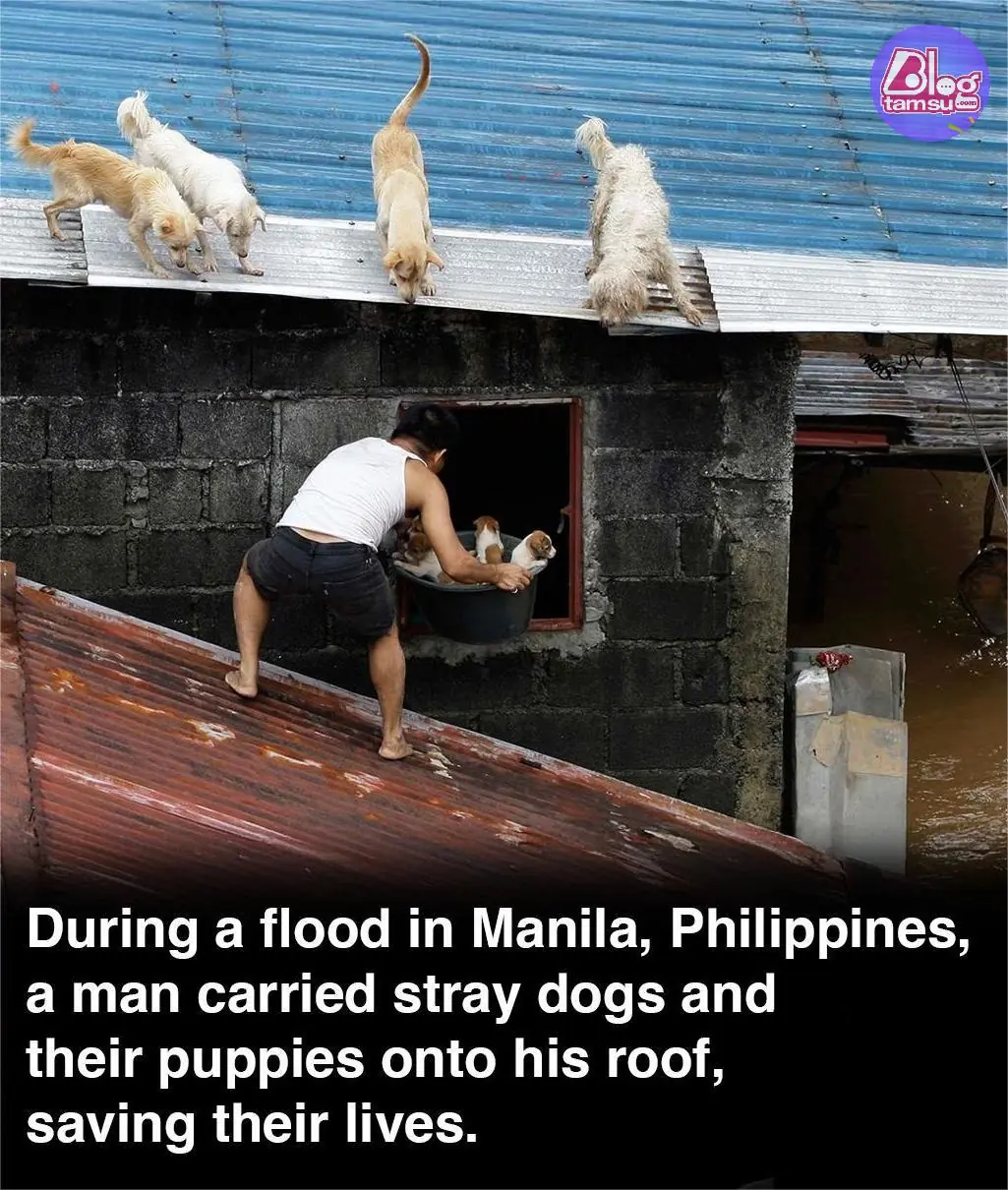 A Rooftop of Hope: Man Saves Stray Dogs During Manila Floods