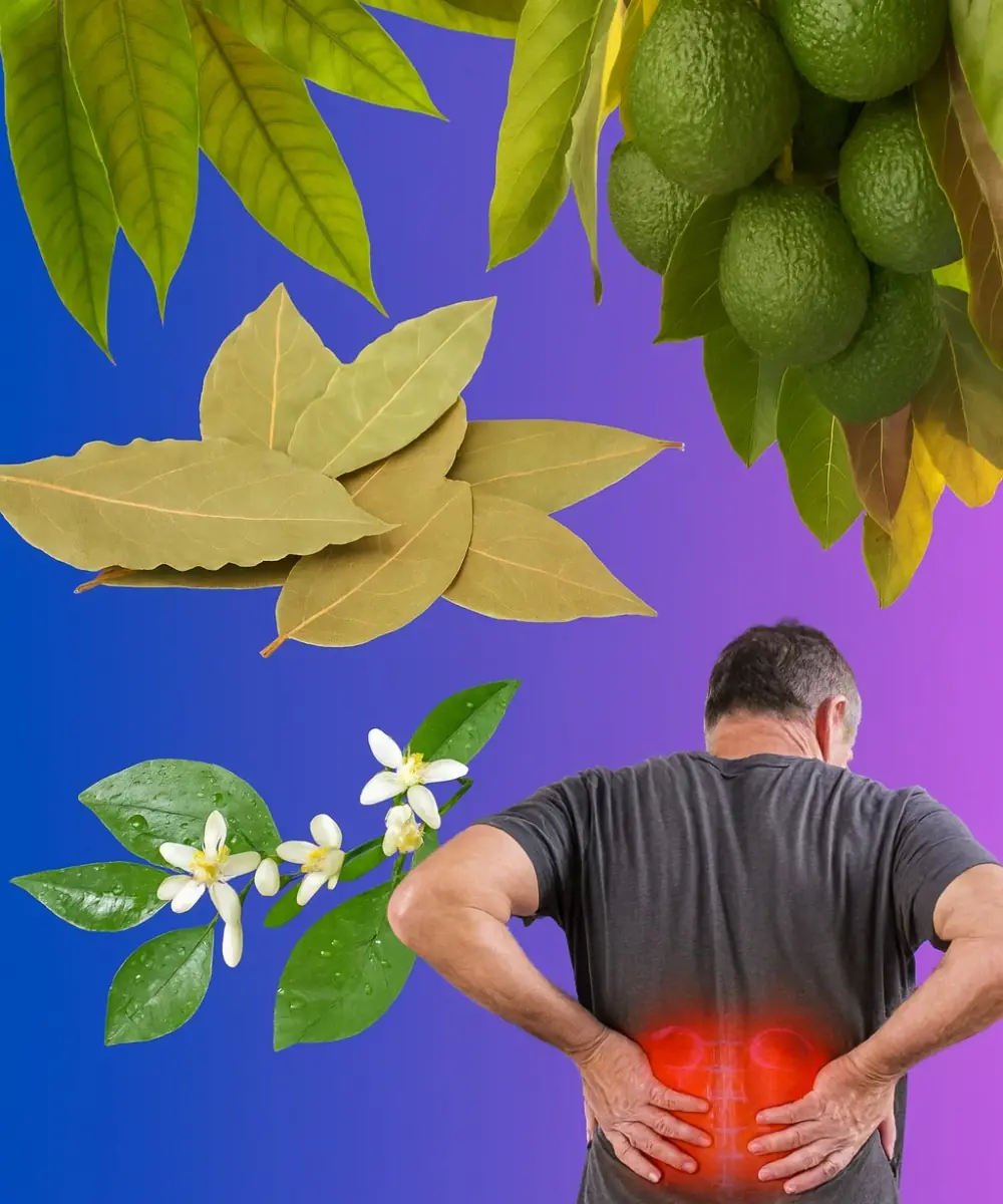 Nature’s Hidden Miracle: Four Leaves to Revolutionize Your Diabetes and Blood Pressure Control