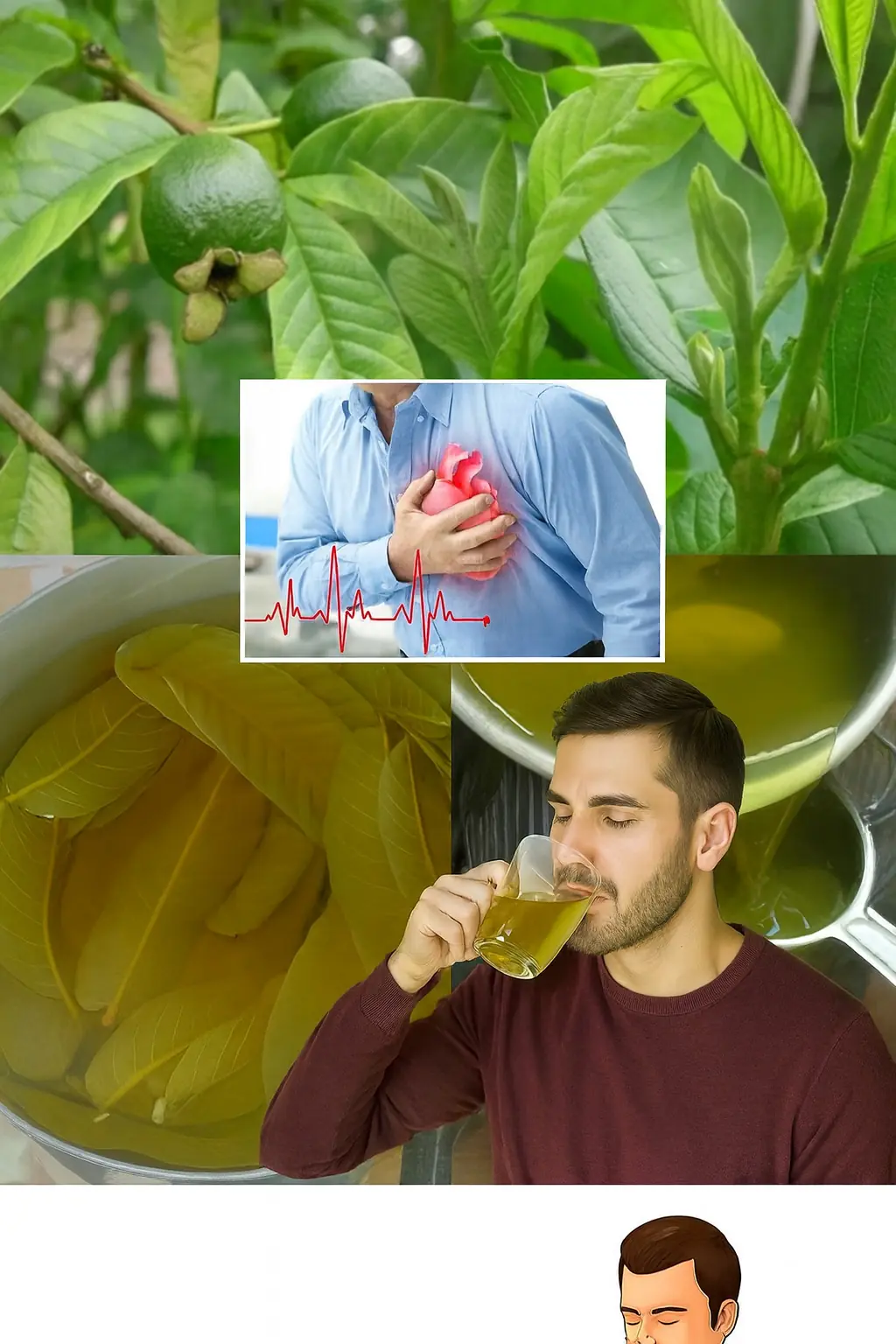 Discover the Hidden Power of Guava Leaf Tea: Your Ultimate Wellness Elixir