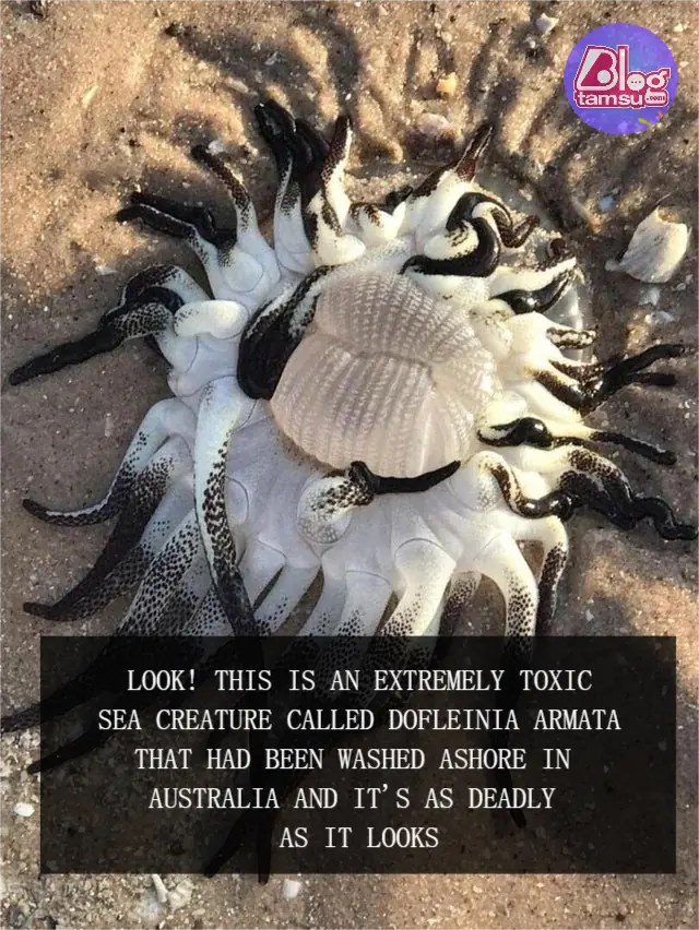 Deadly Beauty: The Toxic Dofleinia Armata Washes Ashore in Australia