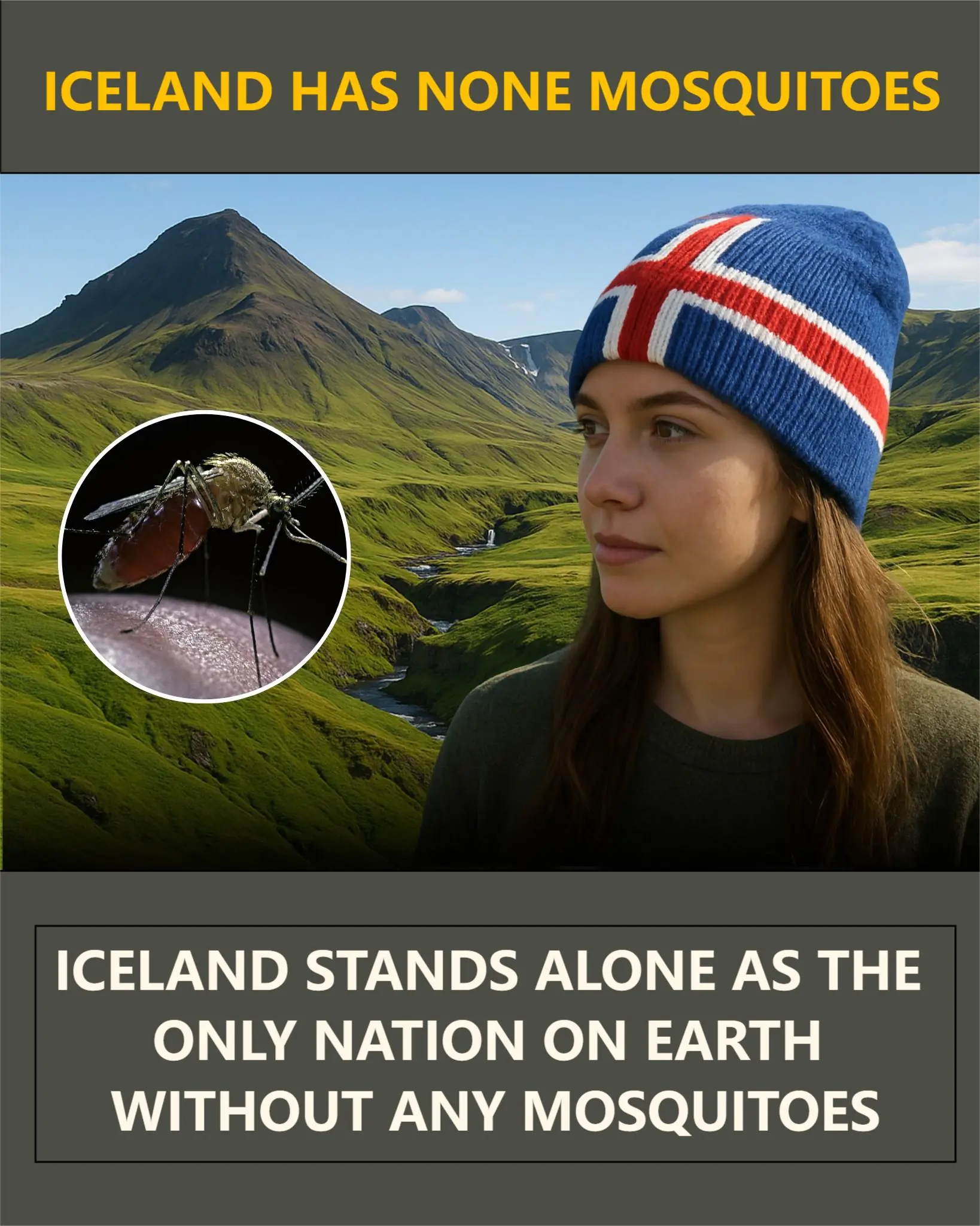 Iceland: The Rare Nation Without Mosquitoes