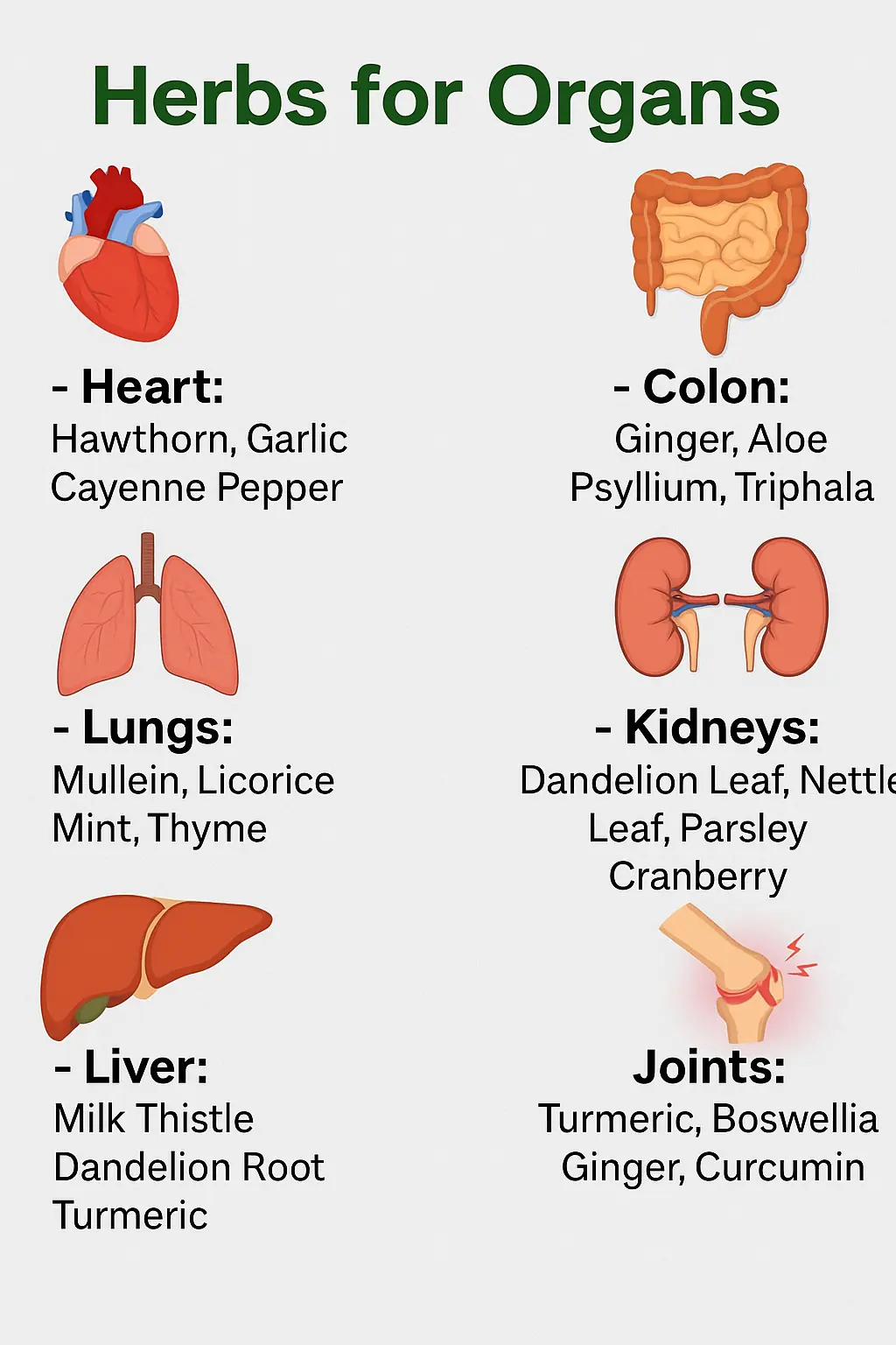 HERBS FOR THE ORGANS