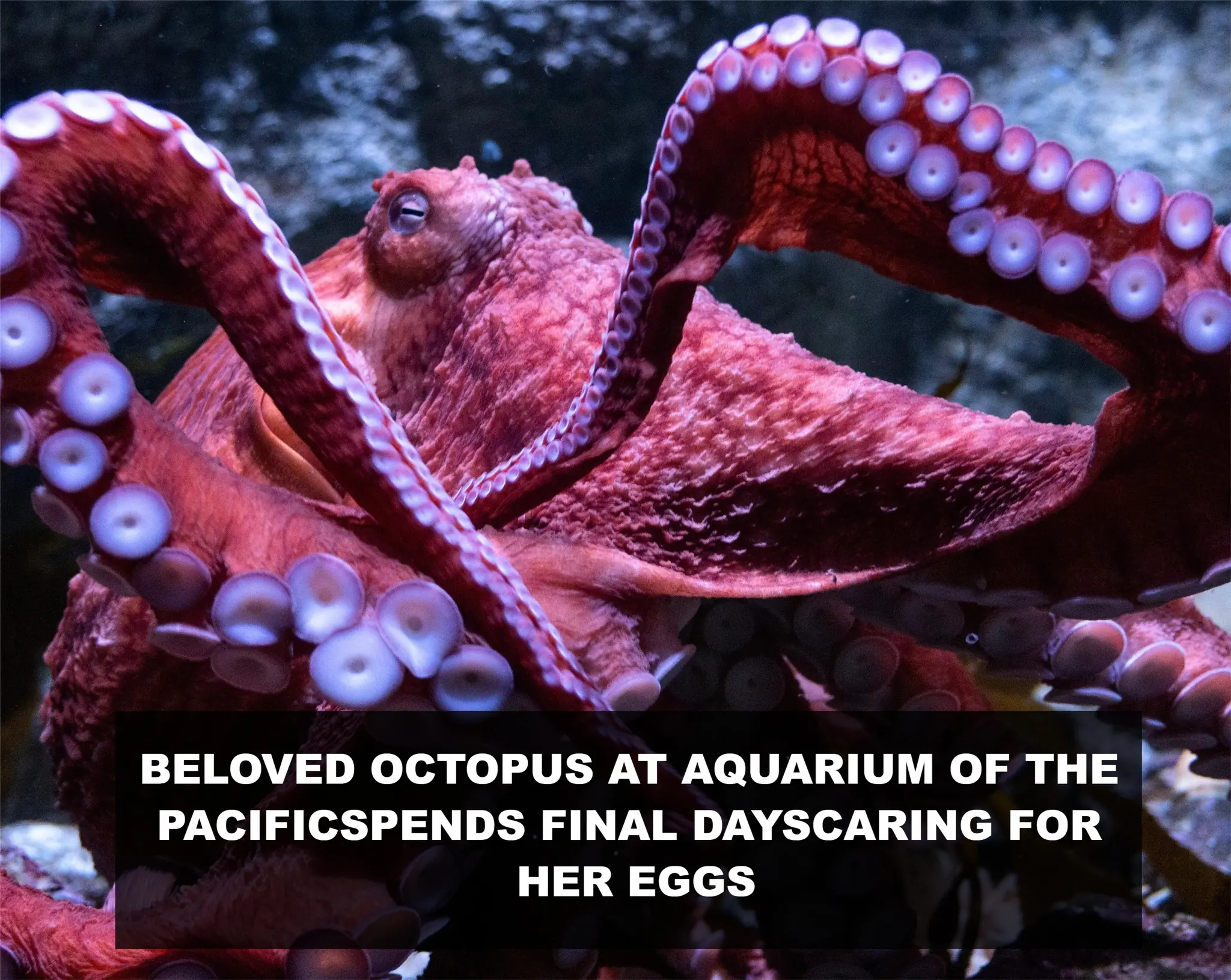Beloved Aquarium of the Pacific octopus spends last days caring for eggs, although they won't hatch