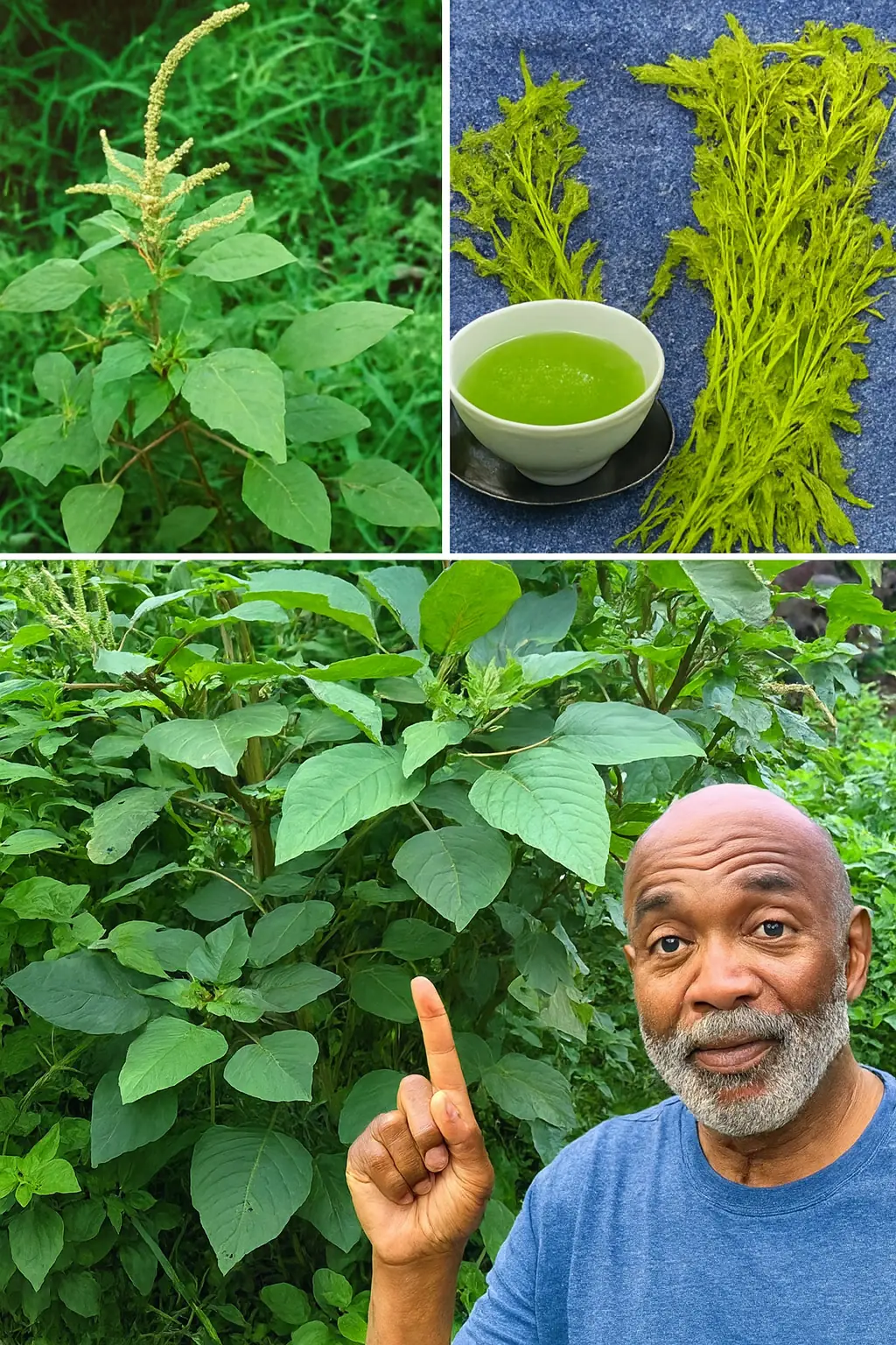 This “Weed” in Your Yard Could Be a Health Goldmine: 7 Astonishing Benefits of Bledo Blanco