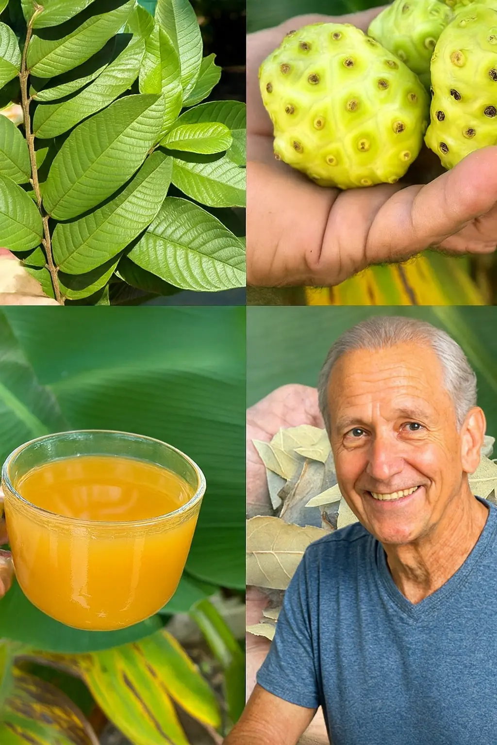 “Powerful Natural Infusion with Noni, Guava, Bay Leaves, and Turmeric” 🌿✨