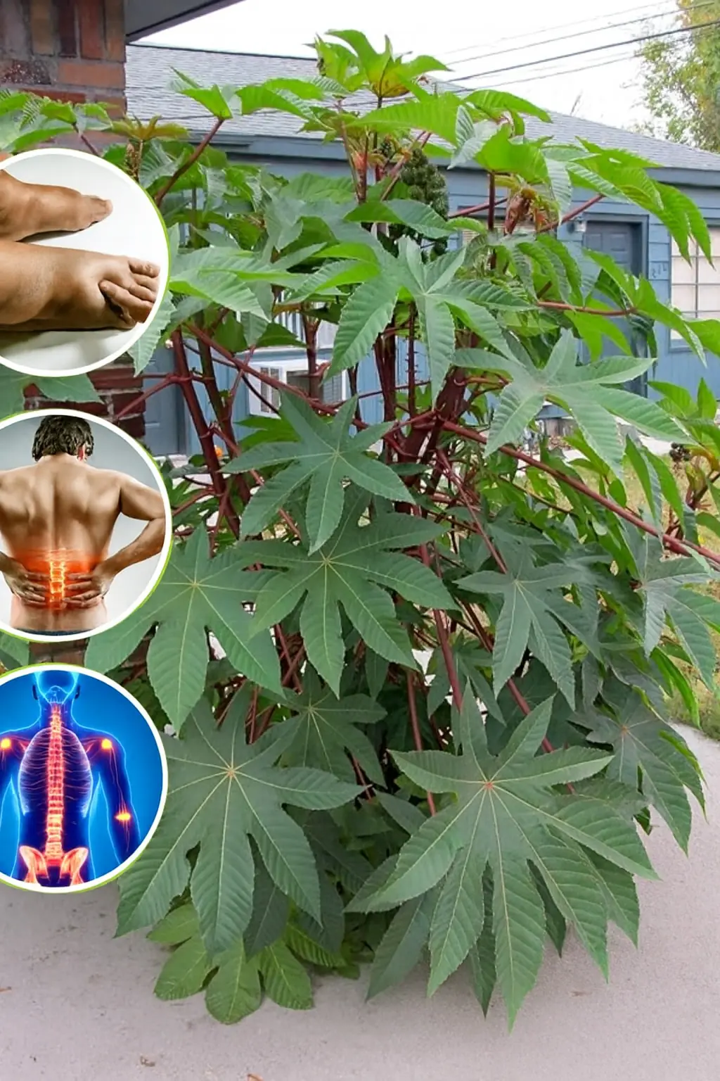 Unlock Nature’s Healing Secrets: 12 Surprising Ways Castor Leaves Can Transform Your Everyday Ailments