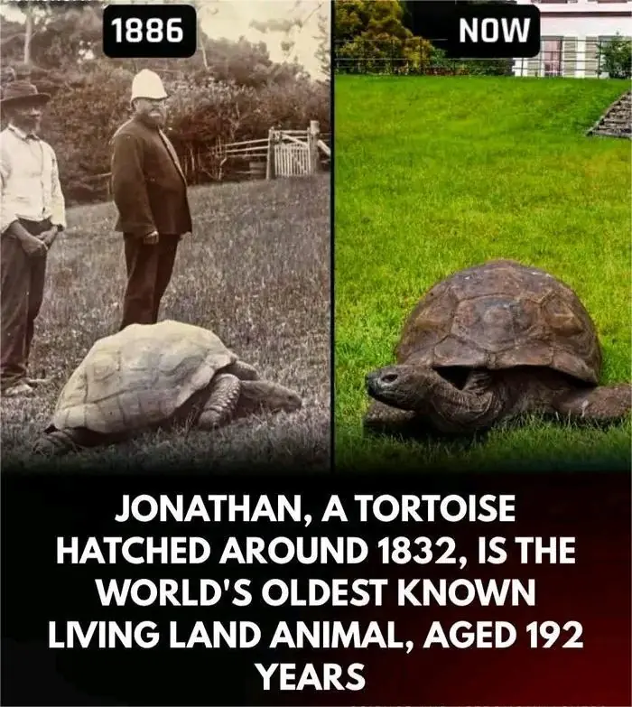 Jonathan the Tortoise: The World’s Oldest Living Land Animal