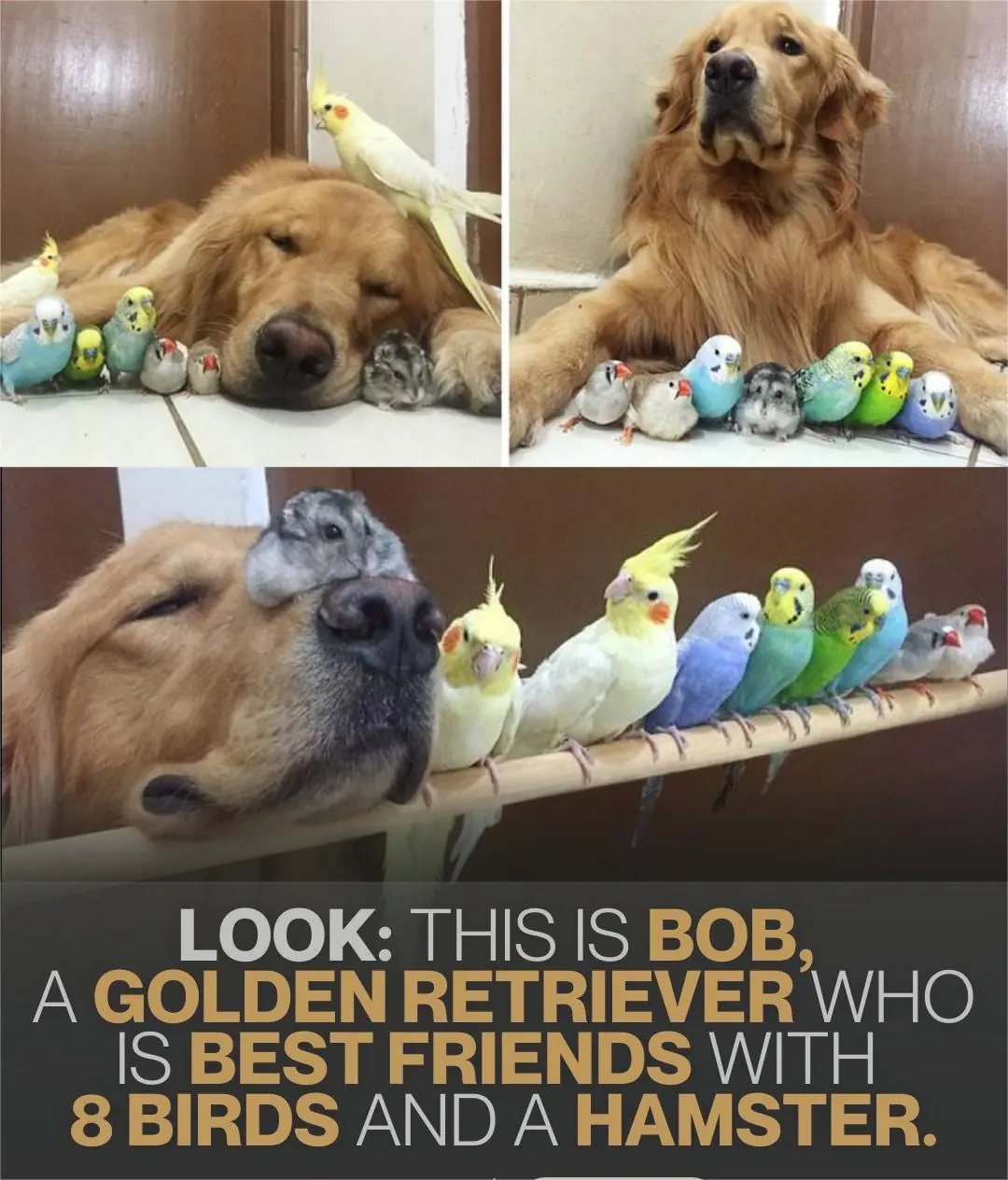 Bob the Golden Retriever: The Dog Who Found Family in Eight Birds and a Hamster