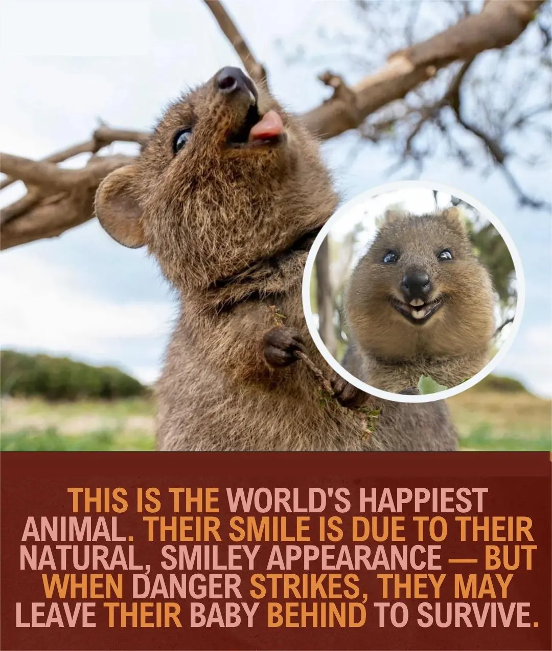 The Quokka: The World’s “Happiest” Animal with a Surprising Survival Strategy