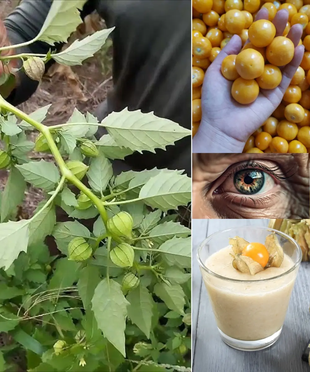 Physalis angulata – If You Find This Plant, Use It Immediately! A True Health Treasure for Your Whole Family