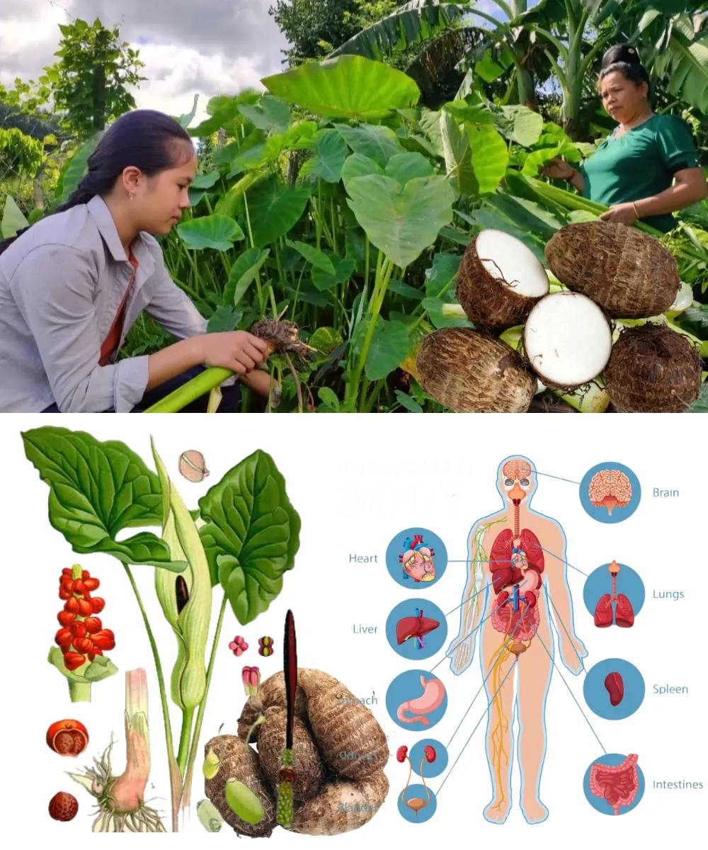 Taro: The Tropical Treasure Your Kitchen — and Your Body — Will Love