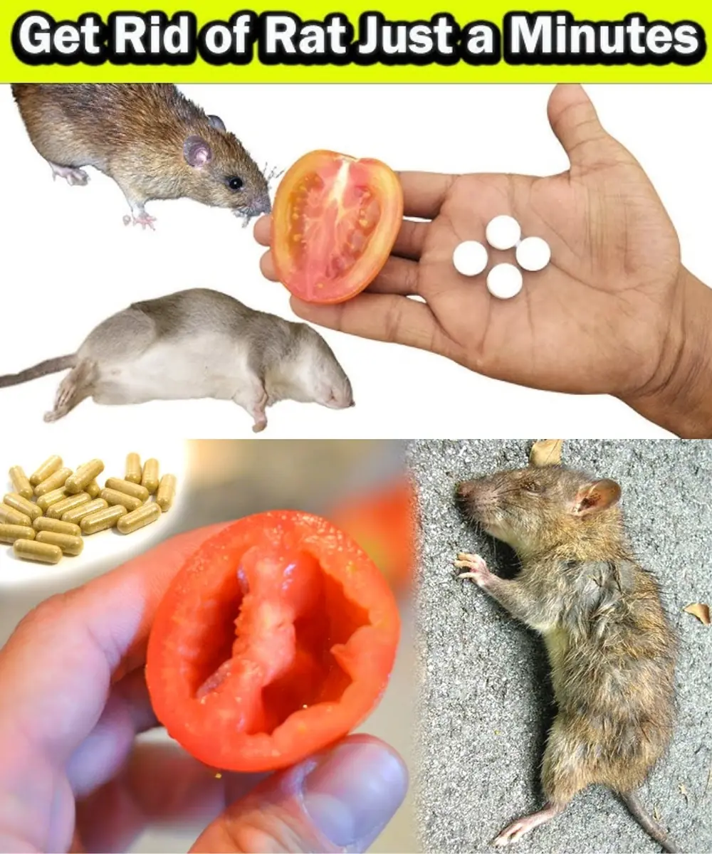 10 Natural Ways to Make Mice and Rats Disappear in 60 Seconds (No Poison, No Traps)