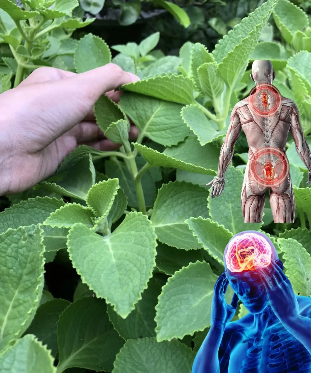 21 Reasons Why Every Home Should Grow a Mexican Mint (Indian Borage) Plant