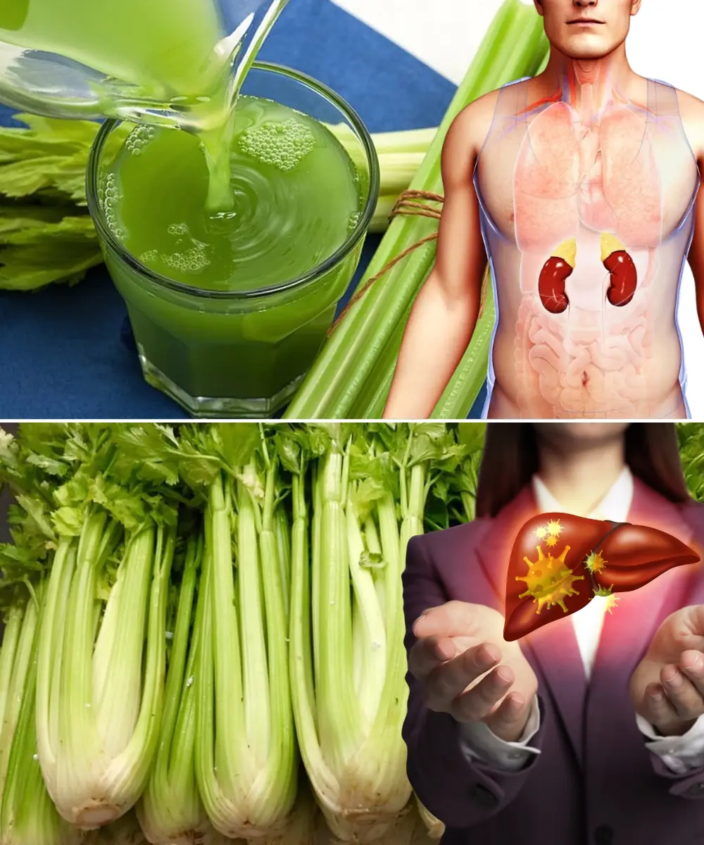 Celery for the Kidneys and Liver: The Natural Cleanser Your Body Will Thank You For