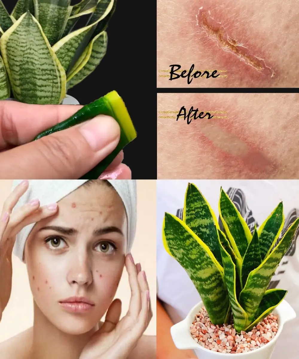 Miracle Plant Water: Heal Skin, Flush Toxins, and Say Goodbye to Stones & Infections!