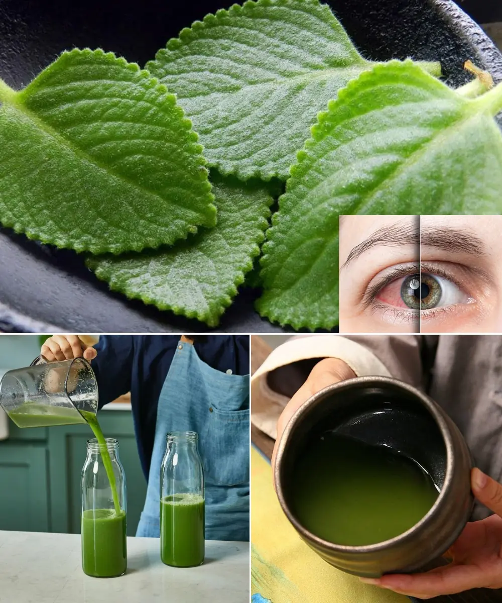 Oregano: The Golden Herb for Eye Health