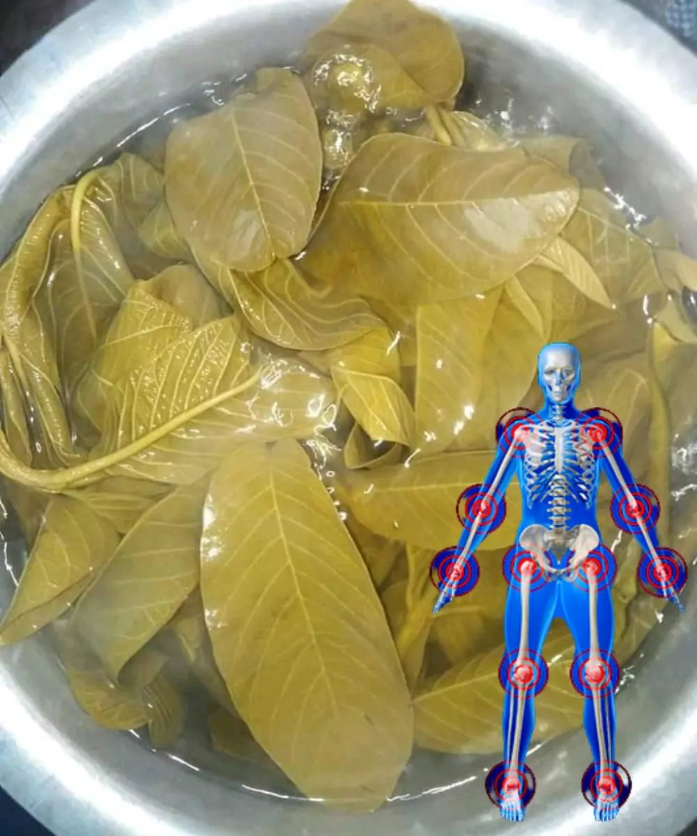 17 Amazing Health Benefits of Guava Leaf Tea You Should Know