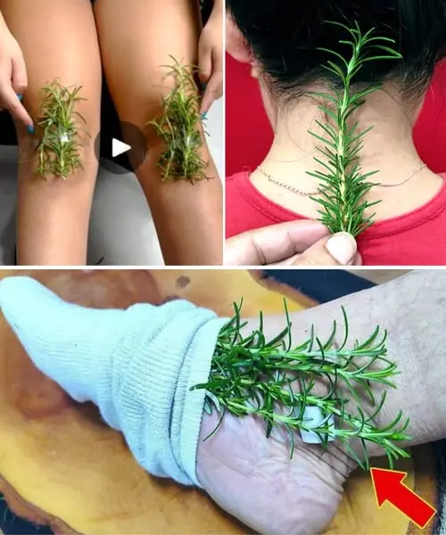 25 Amazing Ways to Use Rosemary That Can Change Your Life