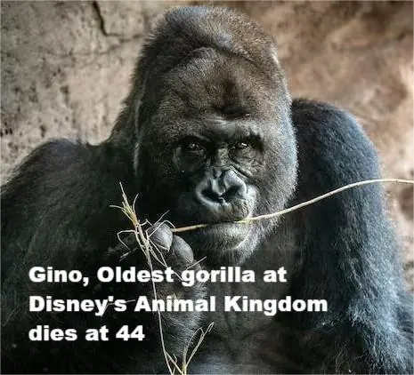 Oldest Gorilla at Disney’s Animal Kingdom, Beloved Gino, Dies at 44