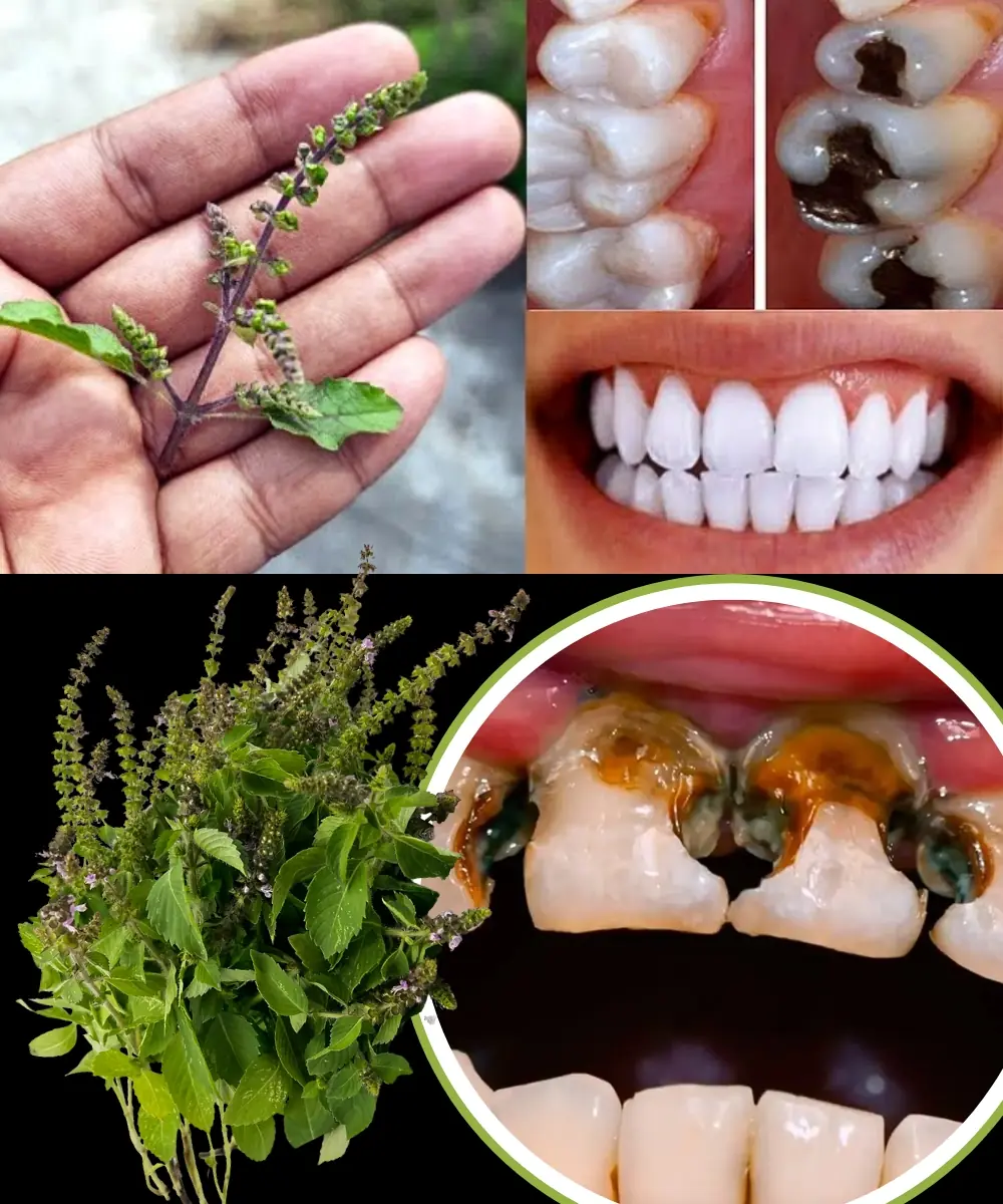 Holy Basil (Tulsi) for Oral Health: Natural Remedy for Cavities, Gum Problems, Bad Breath & Stronger Teeth