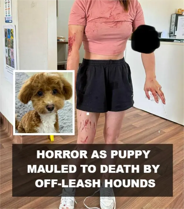 Five-month-old Maltipoo Puppy Mauled to Death by Three Off-Leash Dogs at Auburn Dog Park in Western Sydney