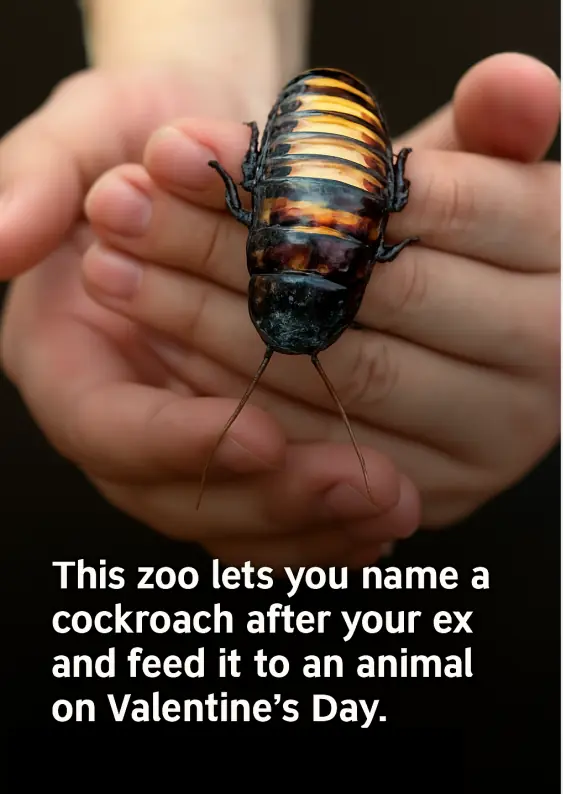 San Antonio Zoo’s “Cry Me a Cockroach” Fundraiser Lets You Name a Pest After Your Ex
